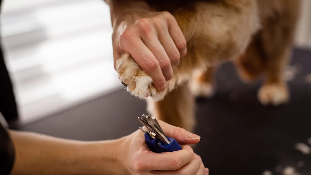 Nails Removal Img